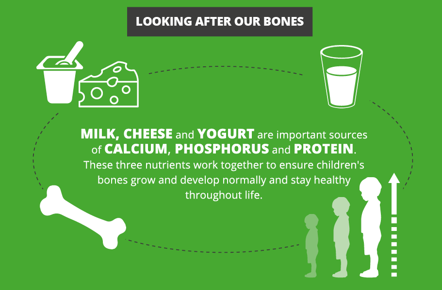 Infographic on dairy products and their nutrient benefits to bone health.