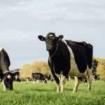 What is the environmental impact on livestock farming