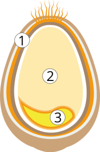 A cutaway diagram of a whole grain kernel showing the bran, endosperm and germ